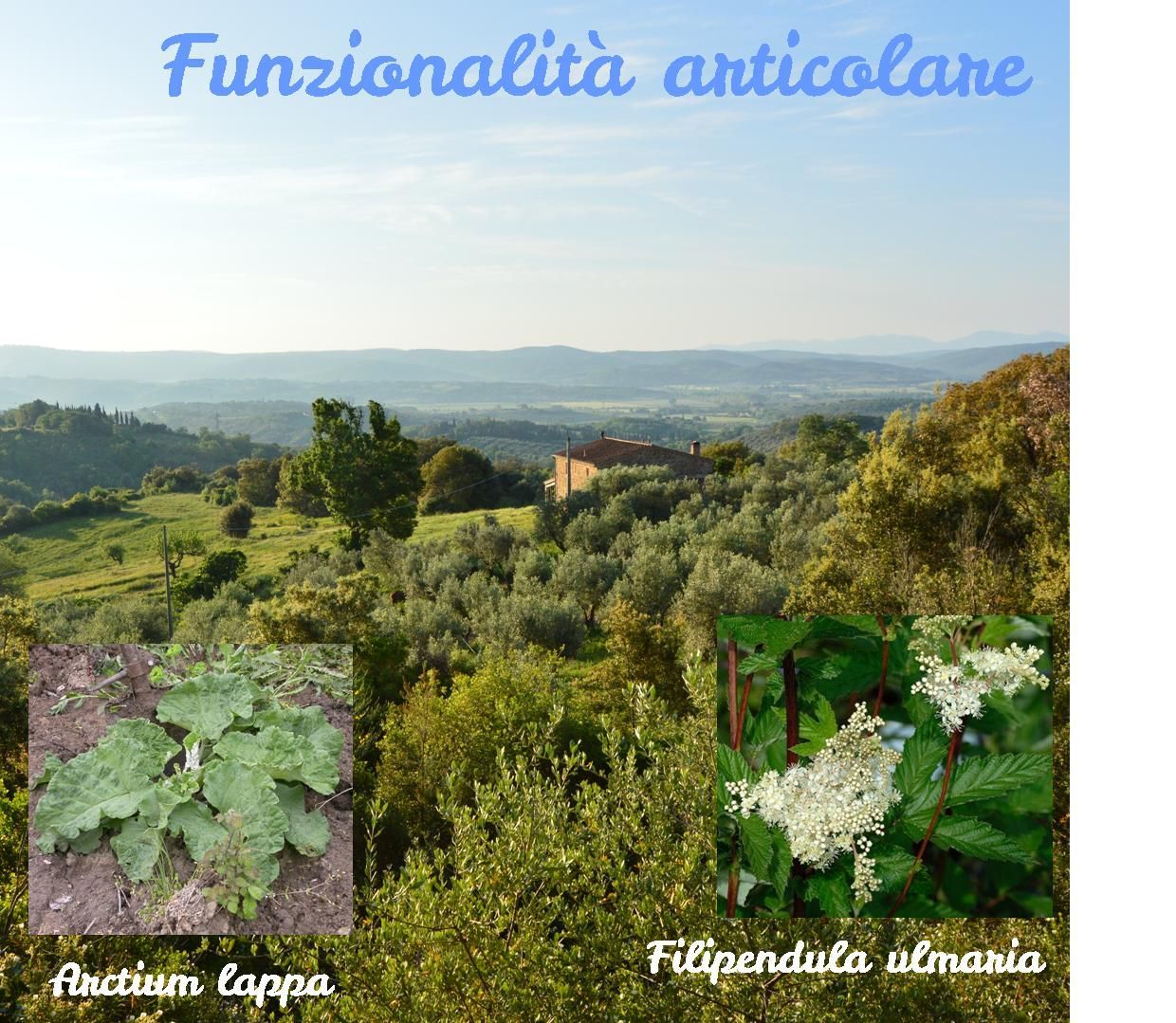 Antiinfiammatori