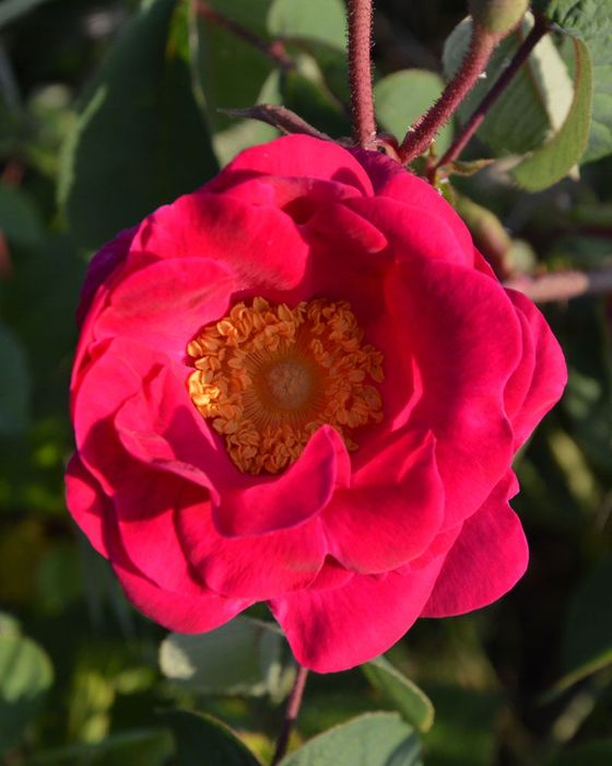 Sciroppo alle rose, prodotto speciale delle Germandine di Suvereto