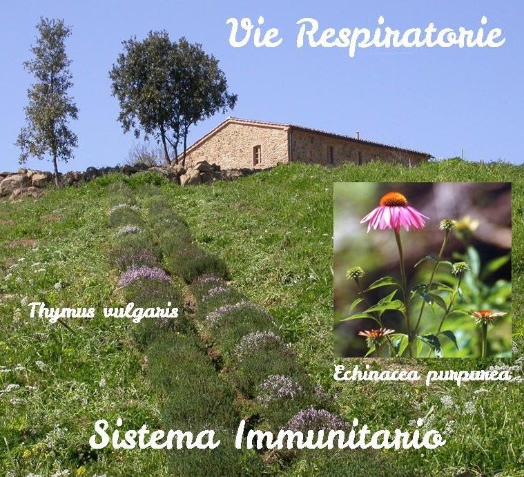 Vie respiratorie - sistema immunitario