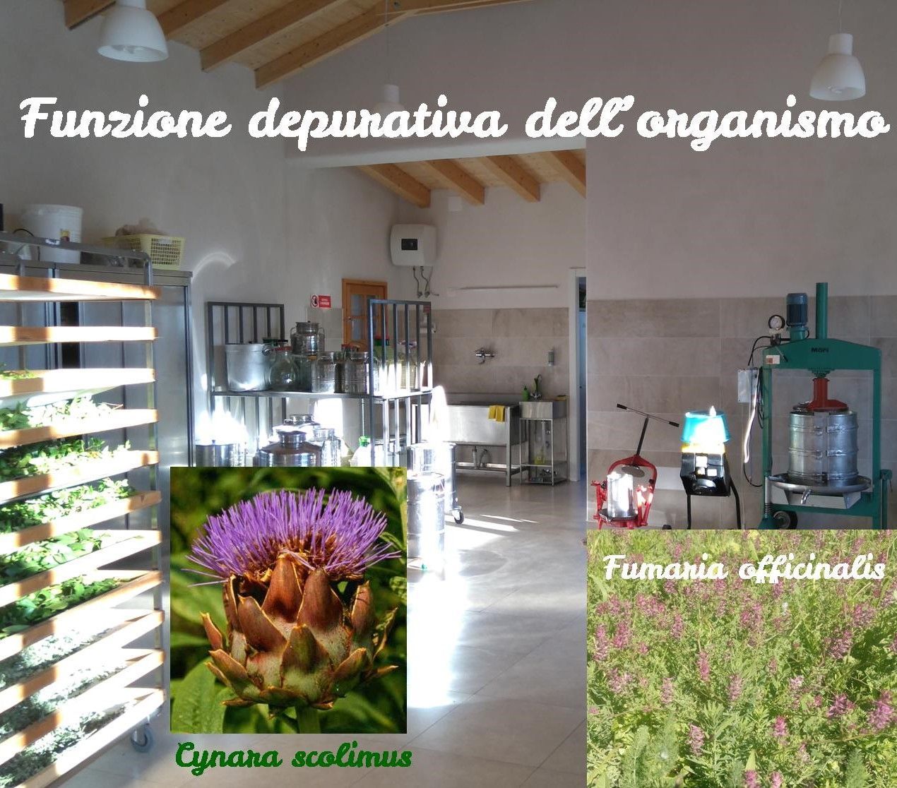 Depuratici per colesterolo