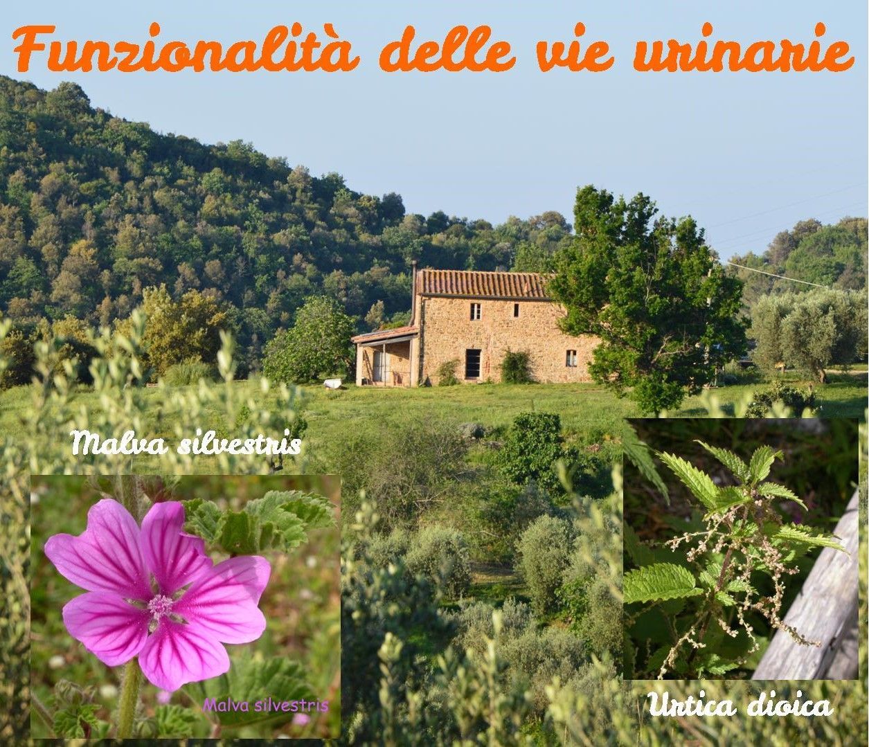 vie urinarie