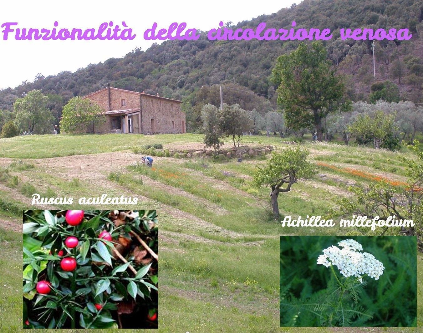 Circolazione venosa