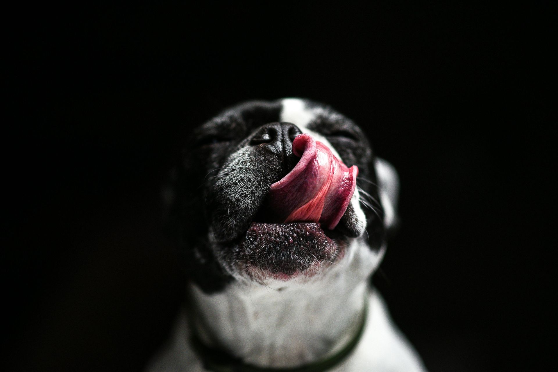 A black and white dog is licking its nose with its tongue.