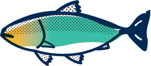 An illustration drawing of a chinook salmon