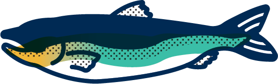 An illustration drawing of a coho salmon
