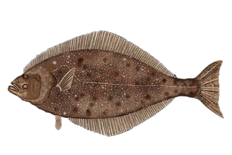 Flatfish with a speckled brown top and a white underside, lying flat.
