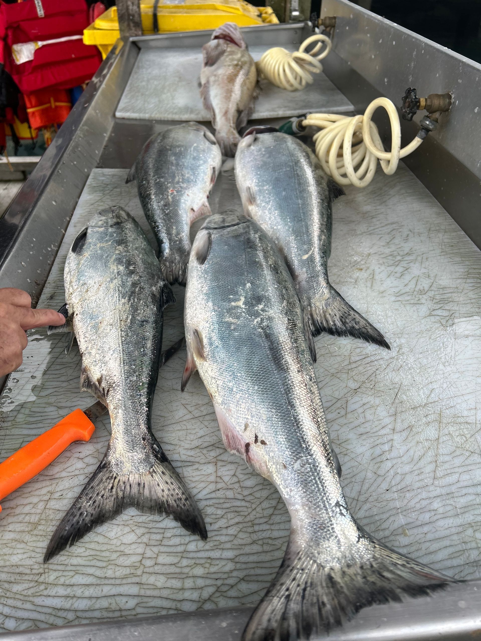 Five fish on a metal table, one person points. A white hose and orange knife nearby.