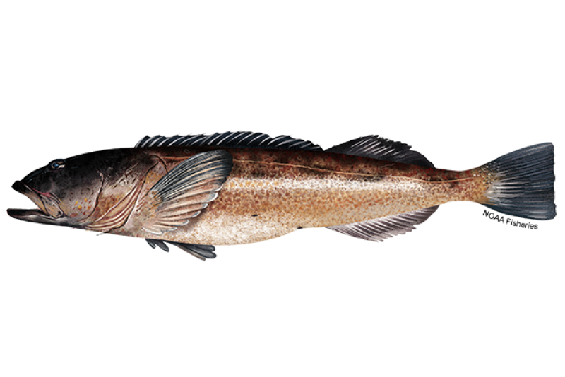 Brown and gray Pacific cod fish illustration.