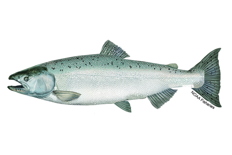 A silver Chinook salmon with gray and black spots.