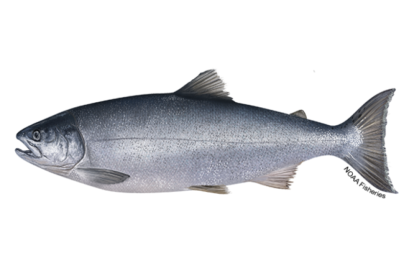 A silver Chinook salmon with a curved body, fins, and a forked tail, facing left.