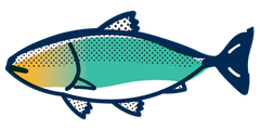 Victoria Chinook Salmon
