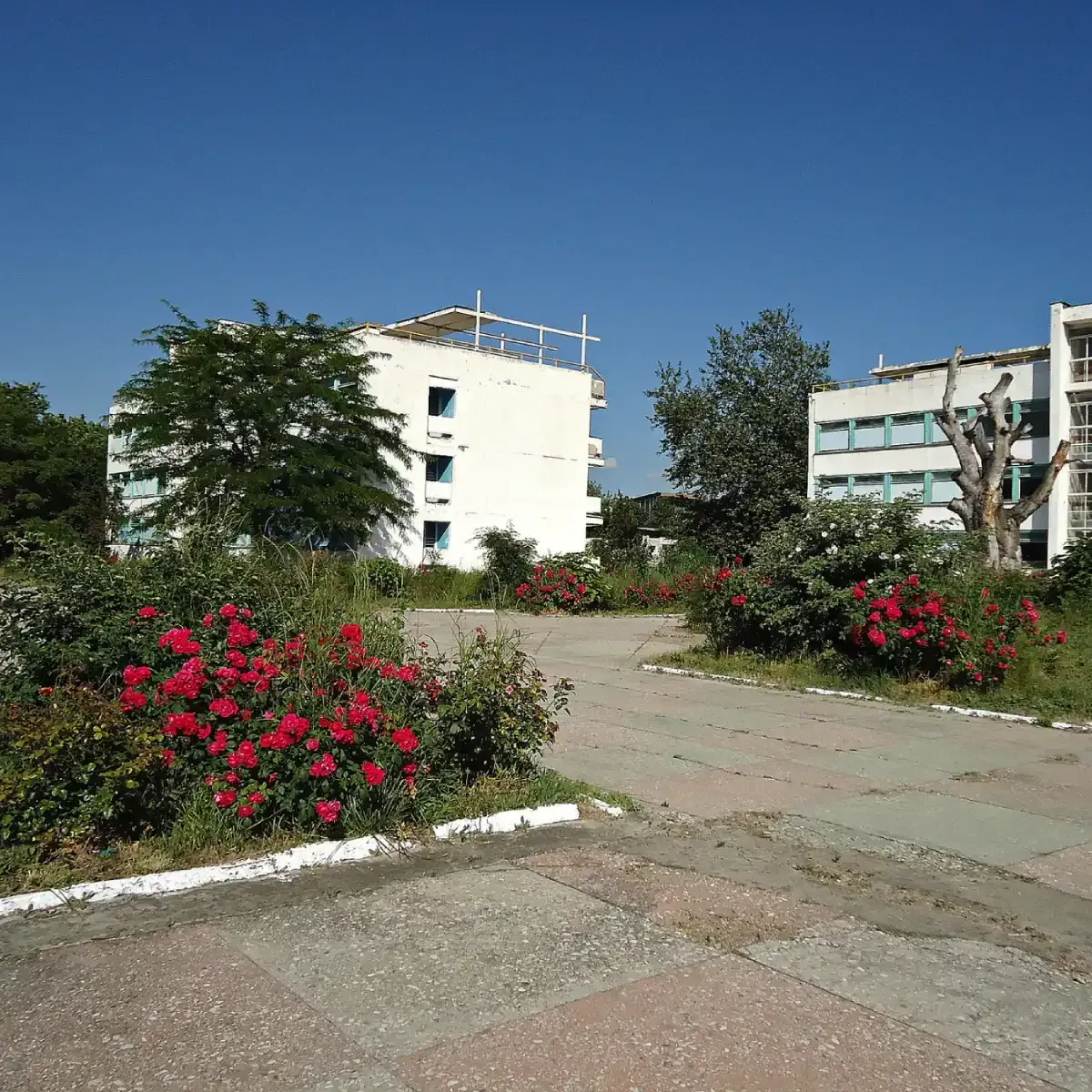 Sunny campus walkway beside white buildings and blooming red rose bushes under a clear blue sky