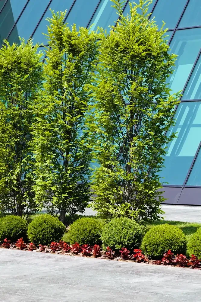 Tall green trees and shrubs in a landscaped area beside a modern glass building