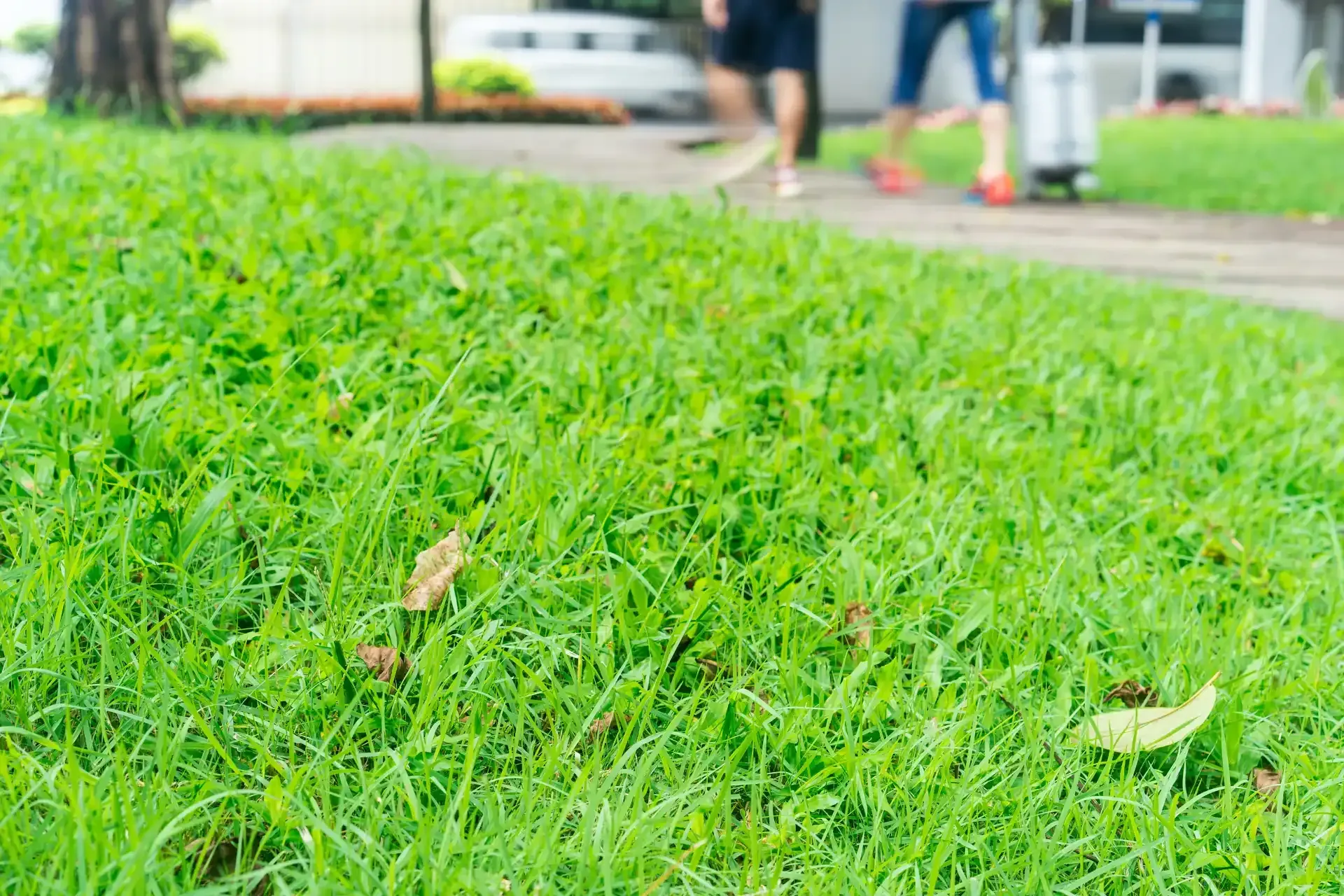 Close-up of green grass in a park with blurred pedestrians in the background