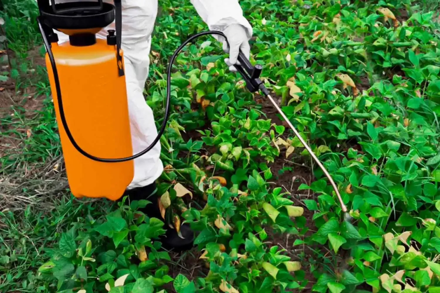 Person spraying crops with a backpack sprayer in a green field