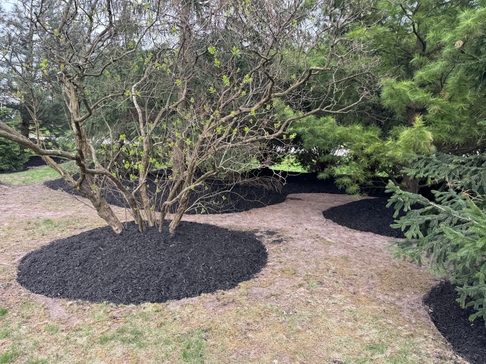 Black mulch surrounds small trees and shrubs in a yard.