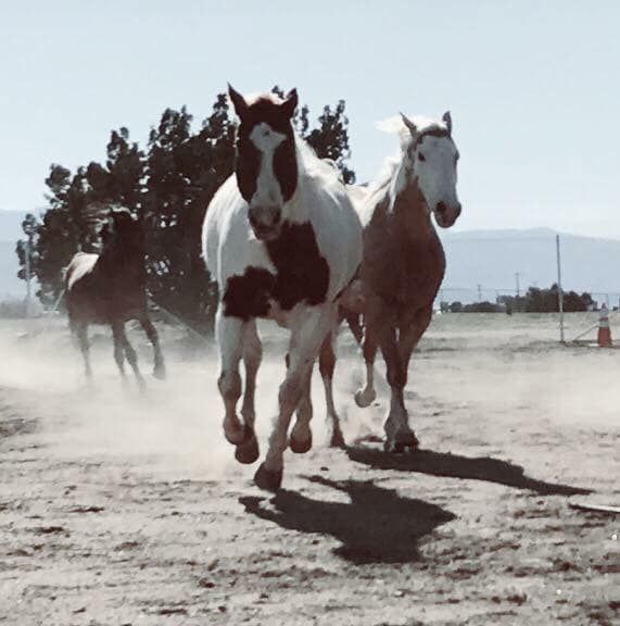 A group of horses running in a dirt field