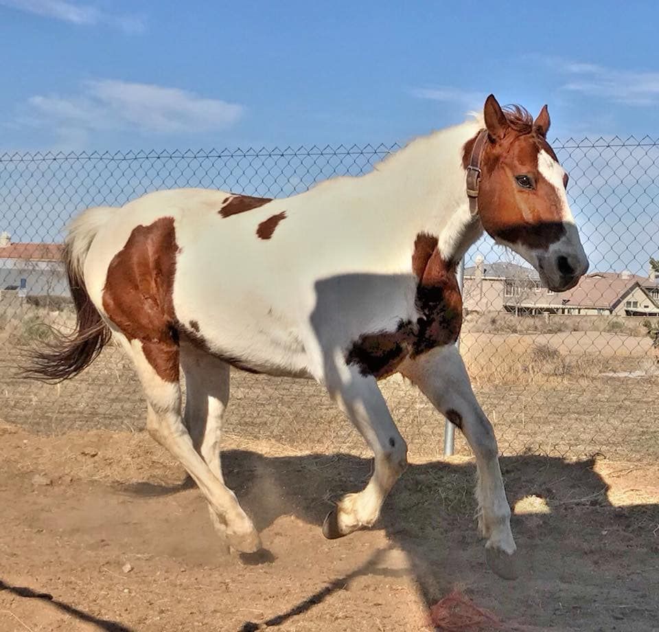 A brown and white horse is running in a field