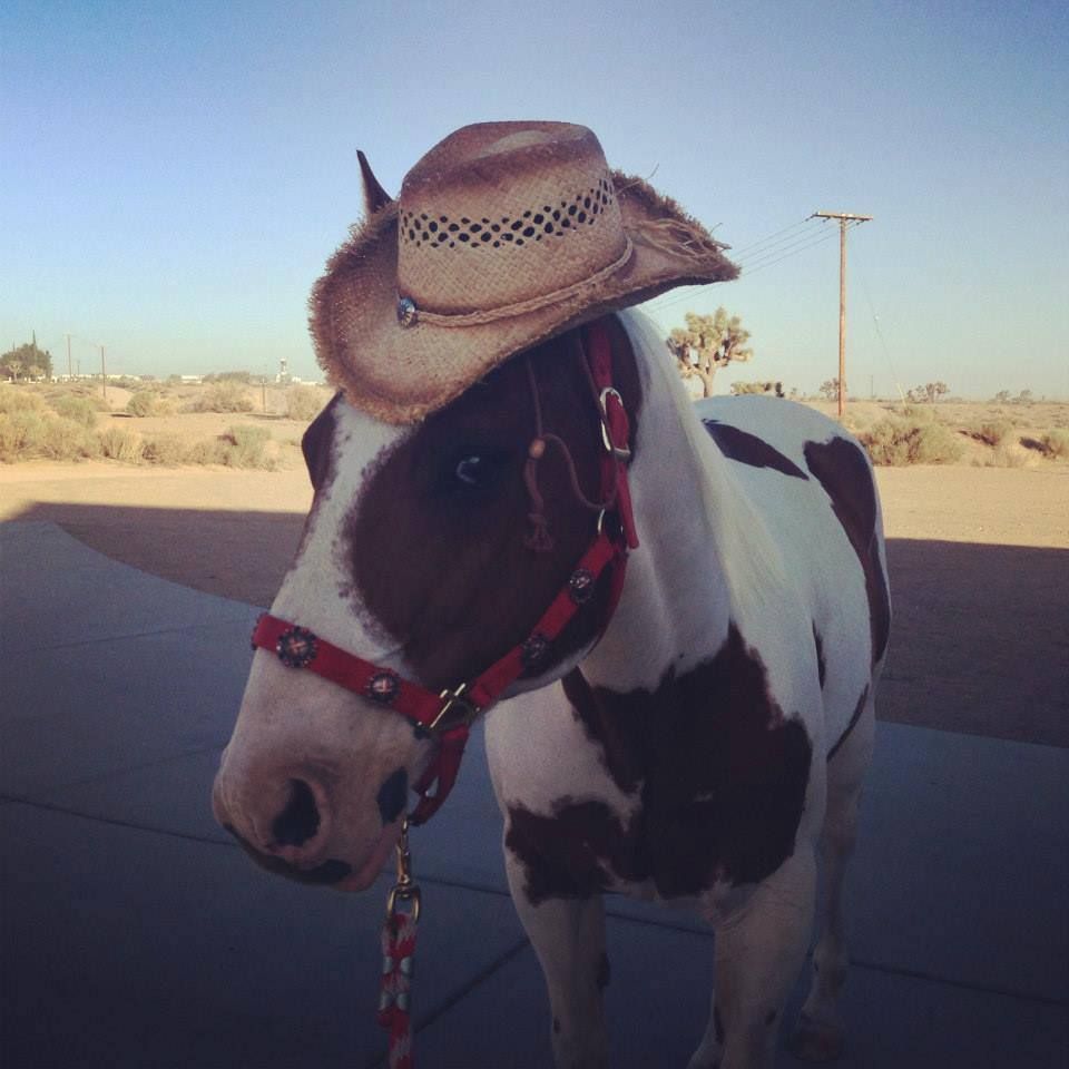 A brown and white horse wearing a cowboy hat