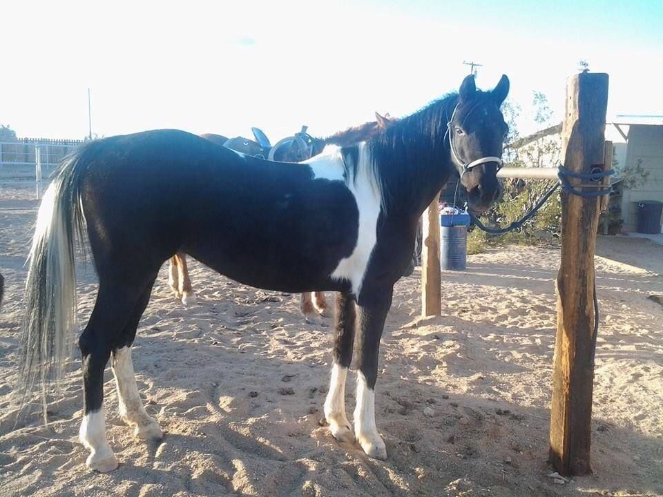 A black and white horse standing next to a wooden post