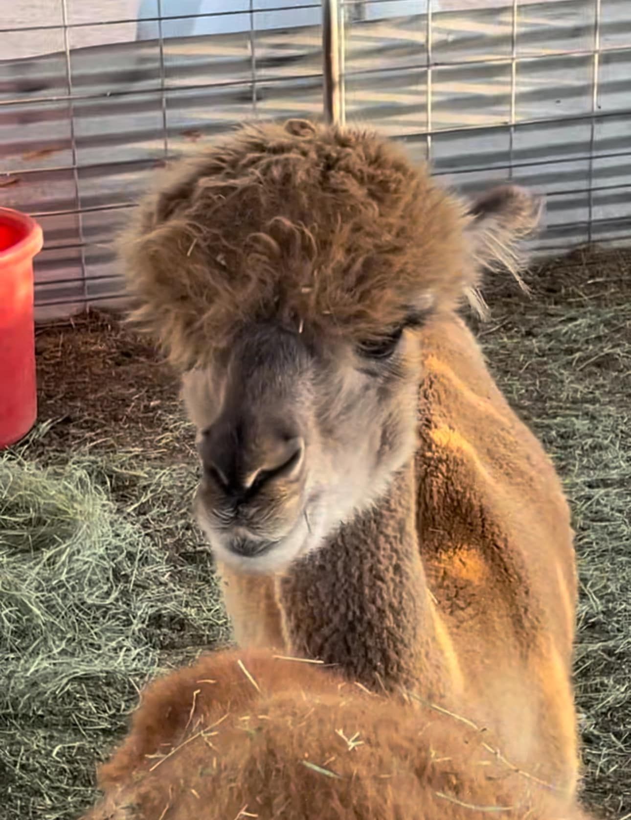 A close up of an alpaca with a red bucket in the background