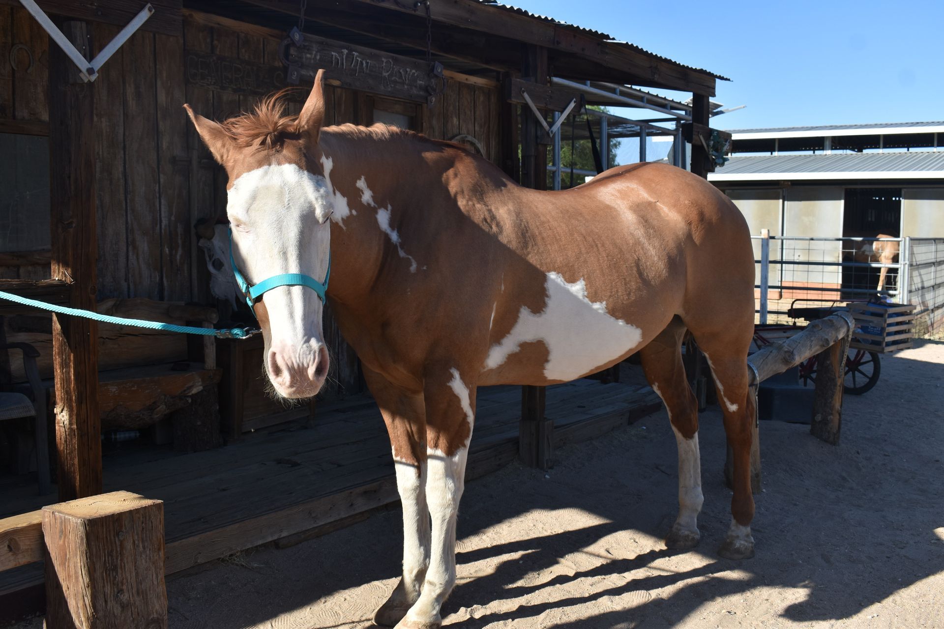 Brown and white horse wearing a blue halter, standing near a wooden building.