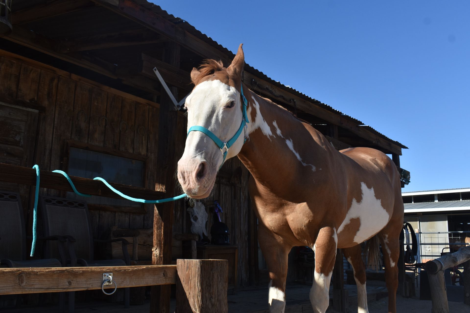 Brown and white horse wearing a blue halter, standing near a wooden building under a clear blue sky.