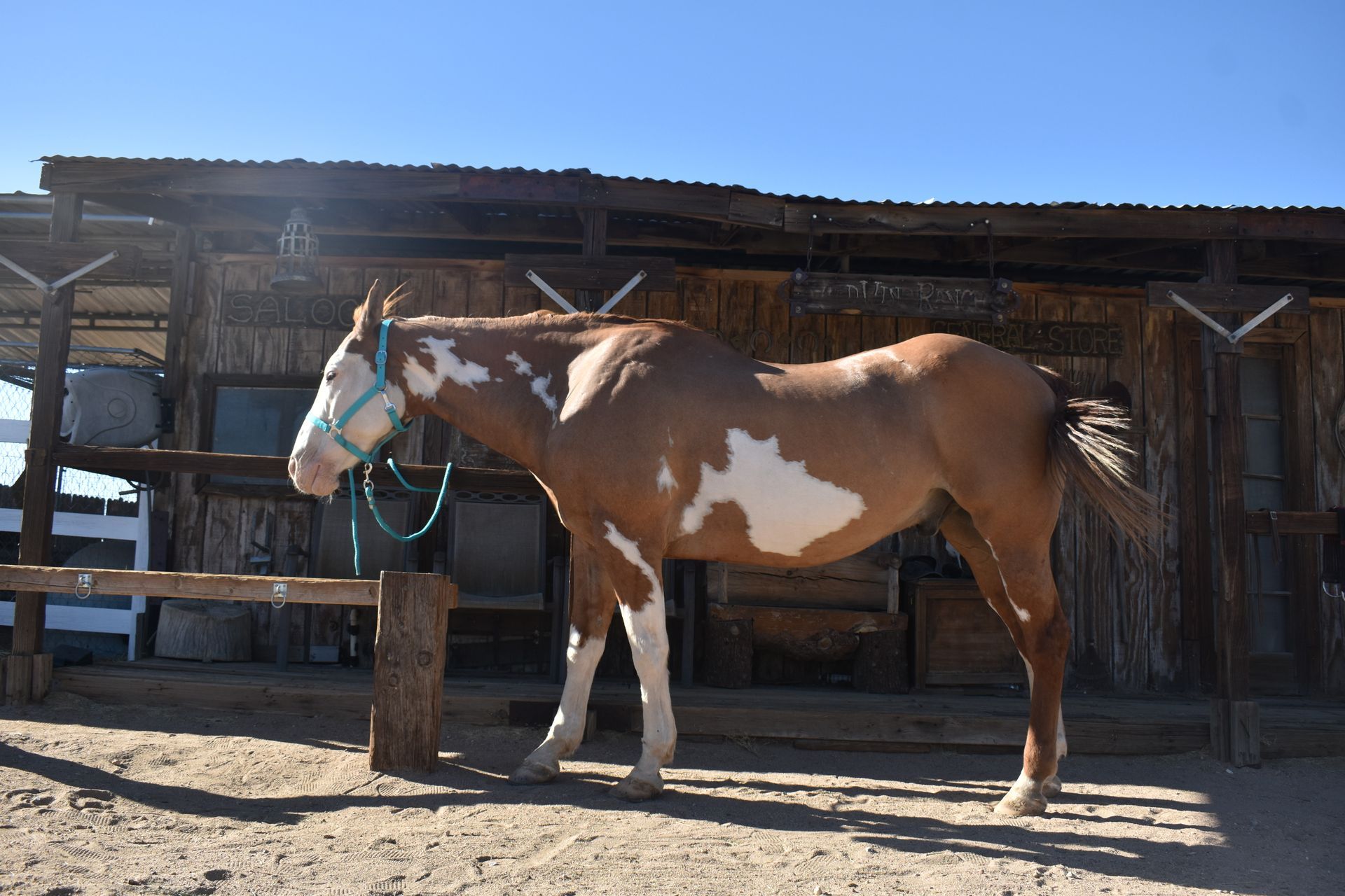 Tan and white paint horse wearing a turquoise halter stands in front of a rustic wooden structure.