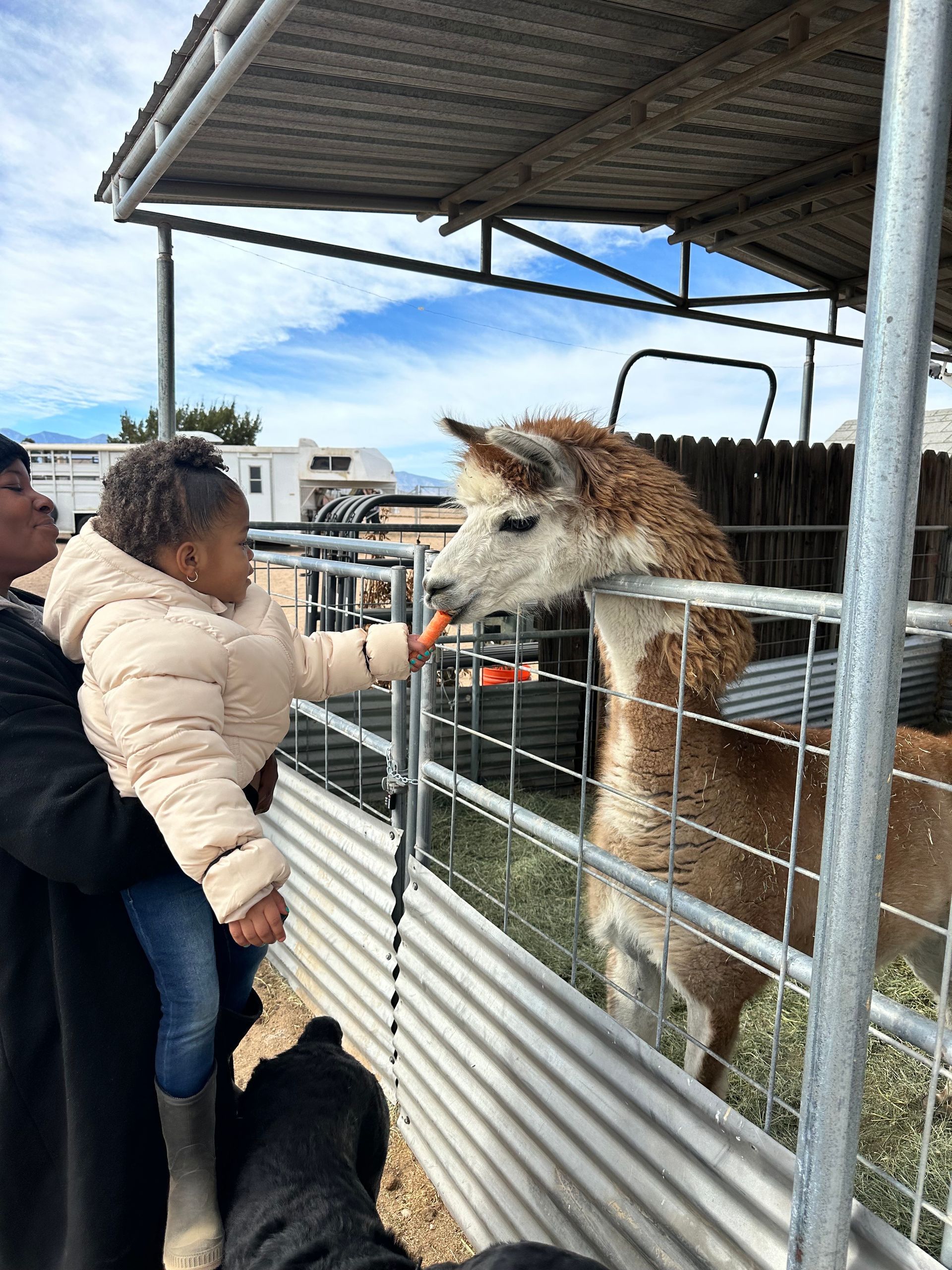 A little girl is feeding a llama a carrot
