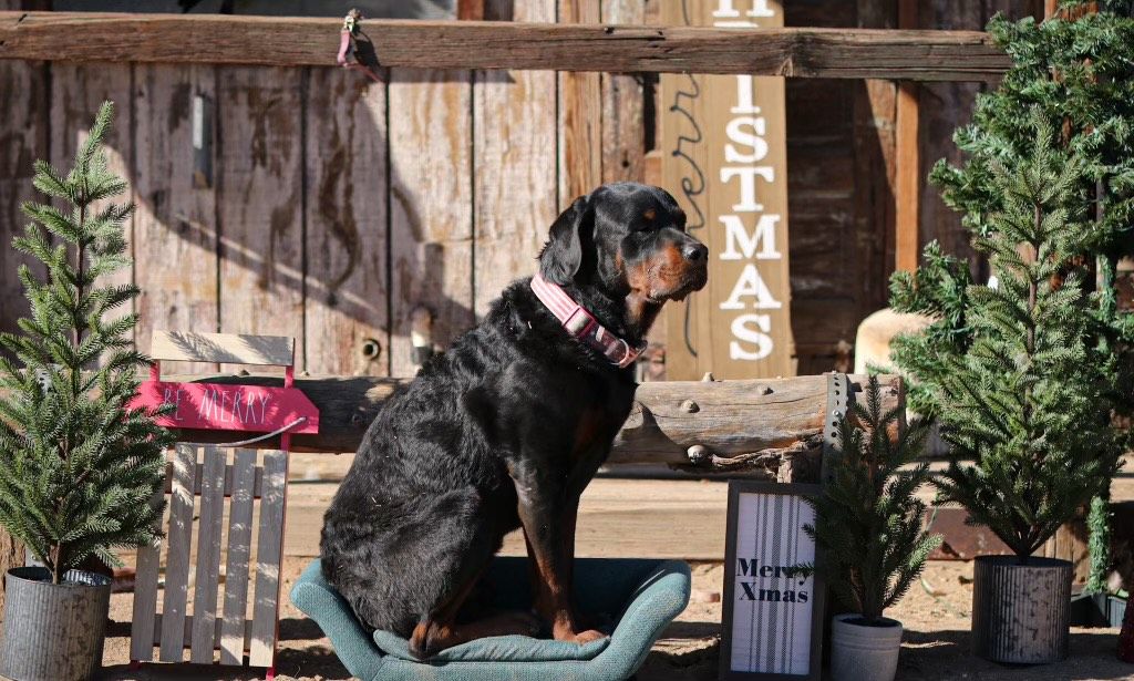 A dog is sitting on a bed in front of a sign that says christmas