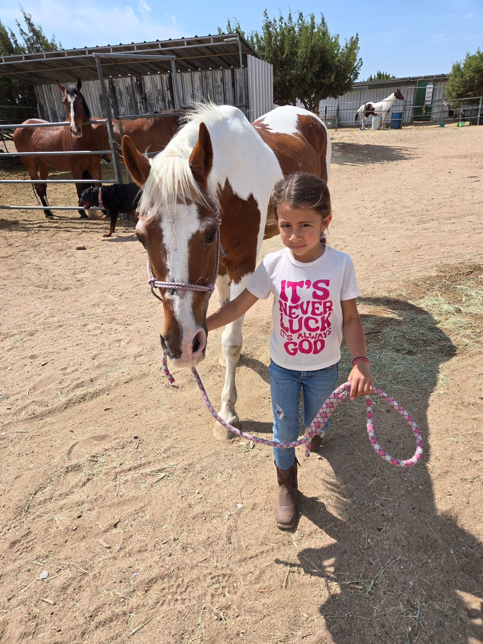 A brown and white horse wearing a yellow bridle