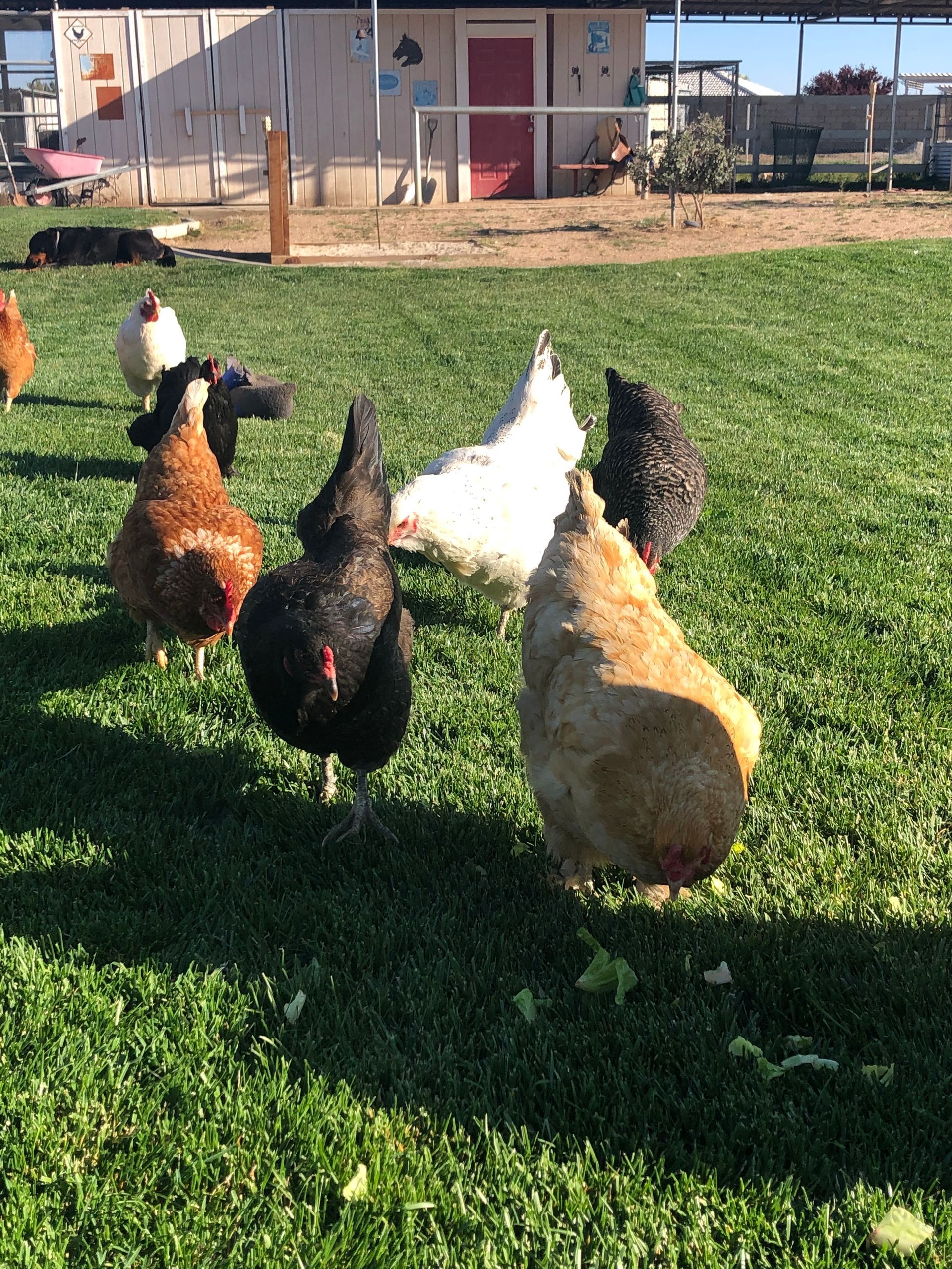 A group of chickens are standing in a grassy field