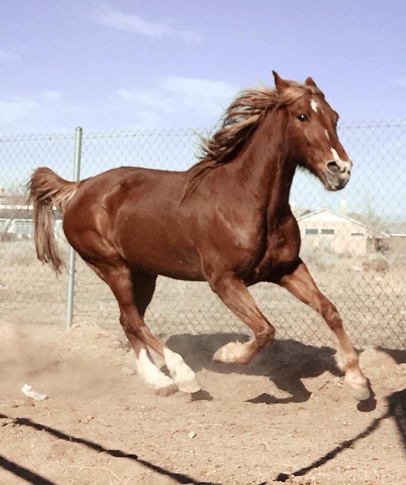 A brown horse with a long mane is running in the dirt