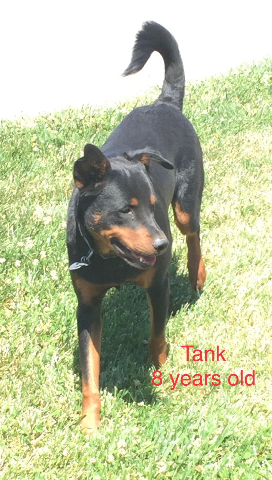 Black and tan dog named Tank, 8 years old, walking on grass, smiling.