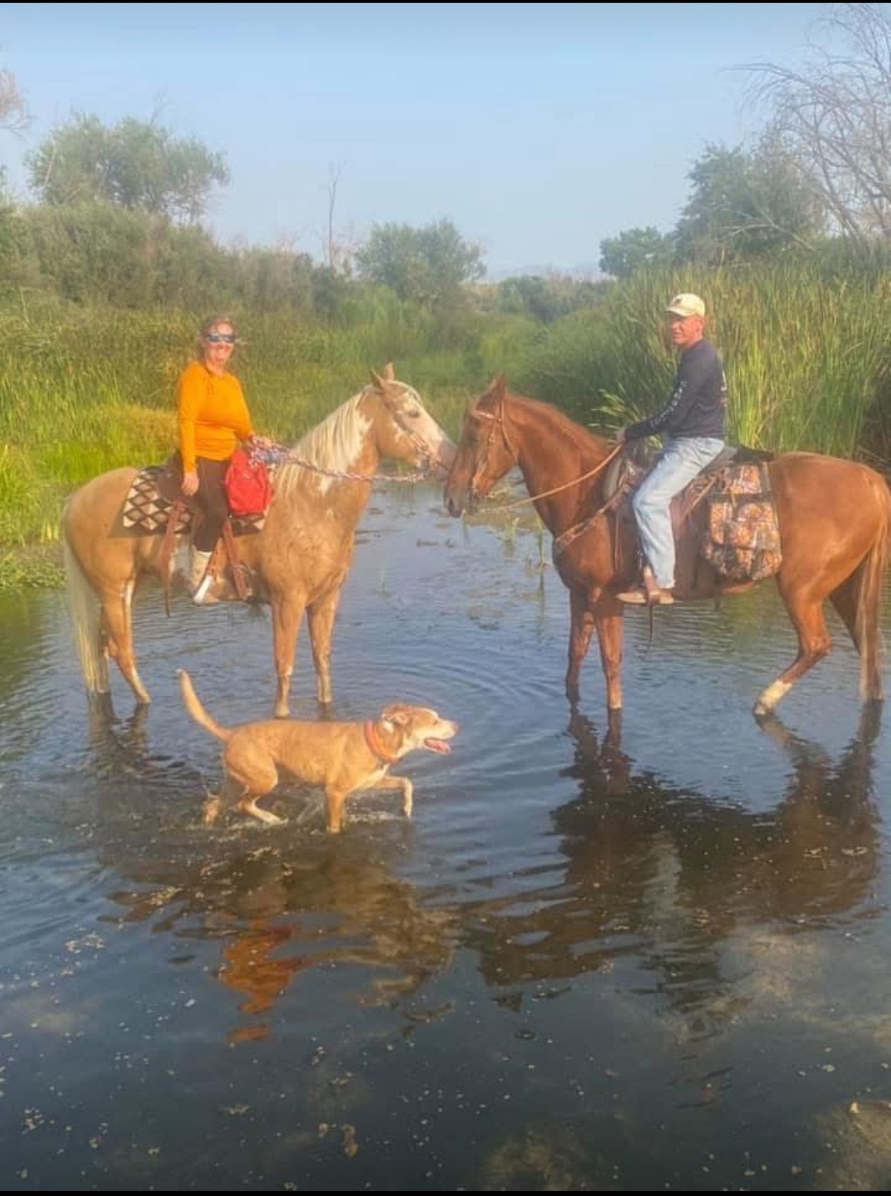 A man and woman are riding horses in a river with a dog.