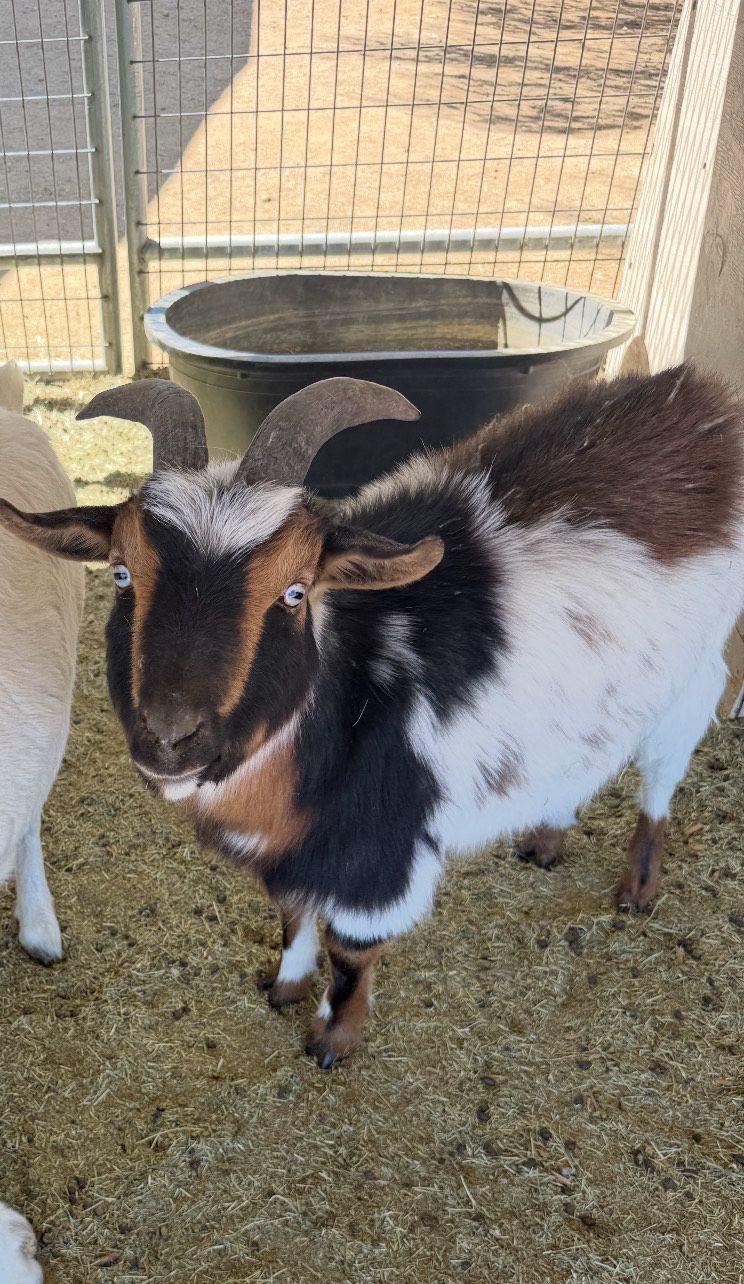 A brown and white goat with horns is standing in a pen.