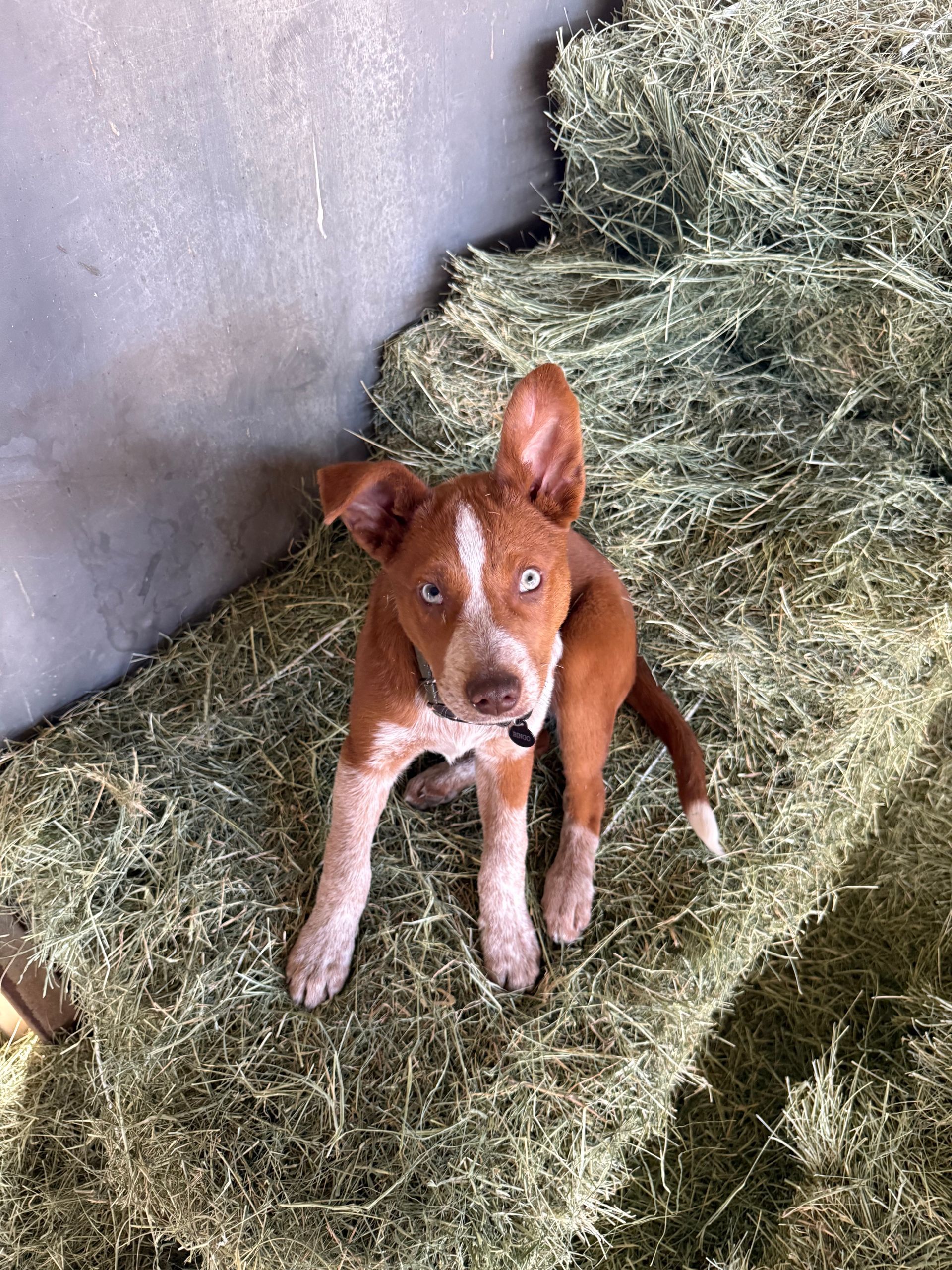 A brown and white puppy is sitting on a pile of hay.