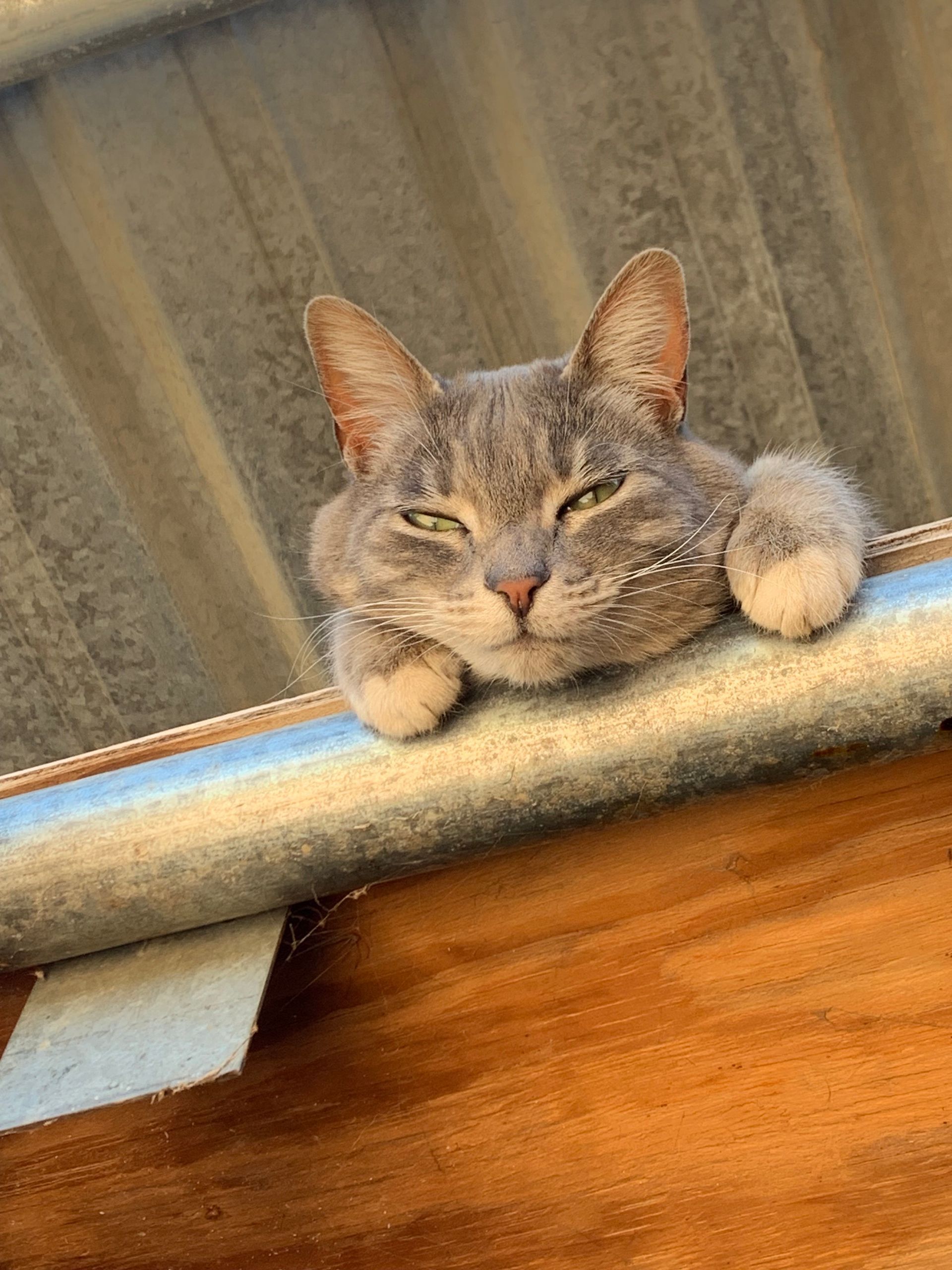 Gray cat with white paws resting on a ledge, looking down with eyes closed in a relaxed pose.