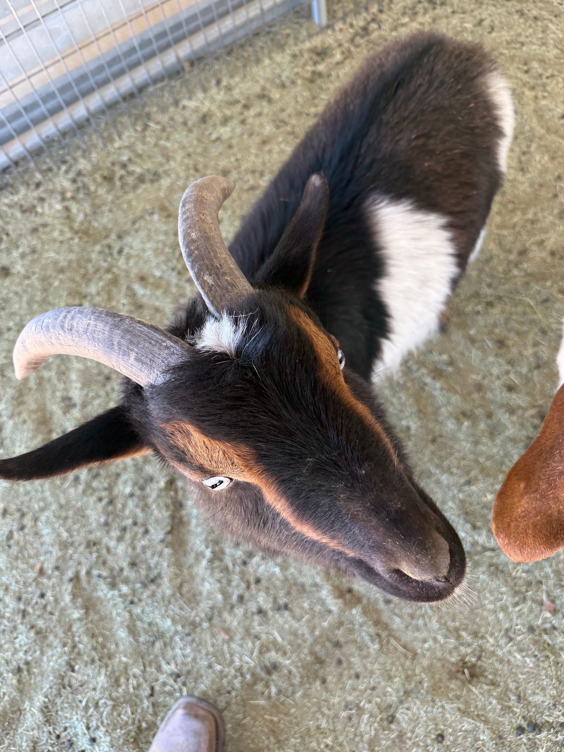 A brown and white goat with horns is looking up at the camera.