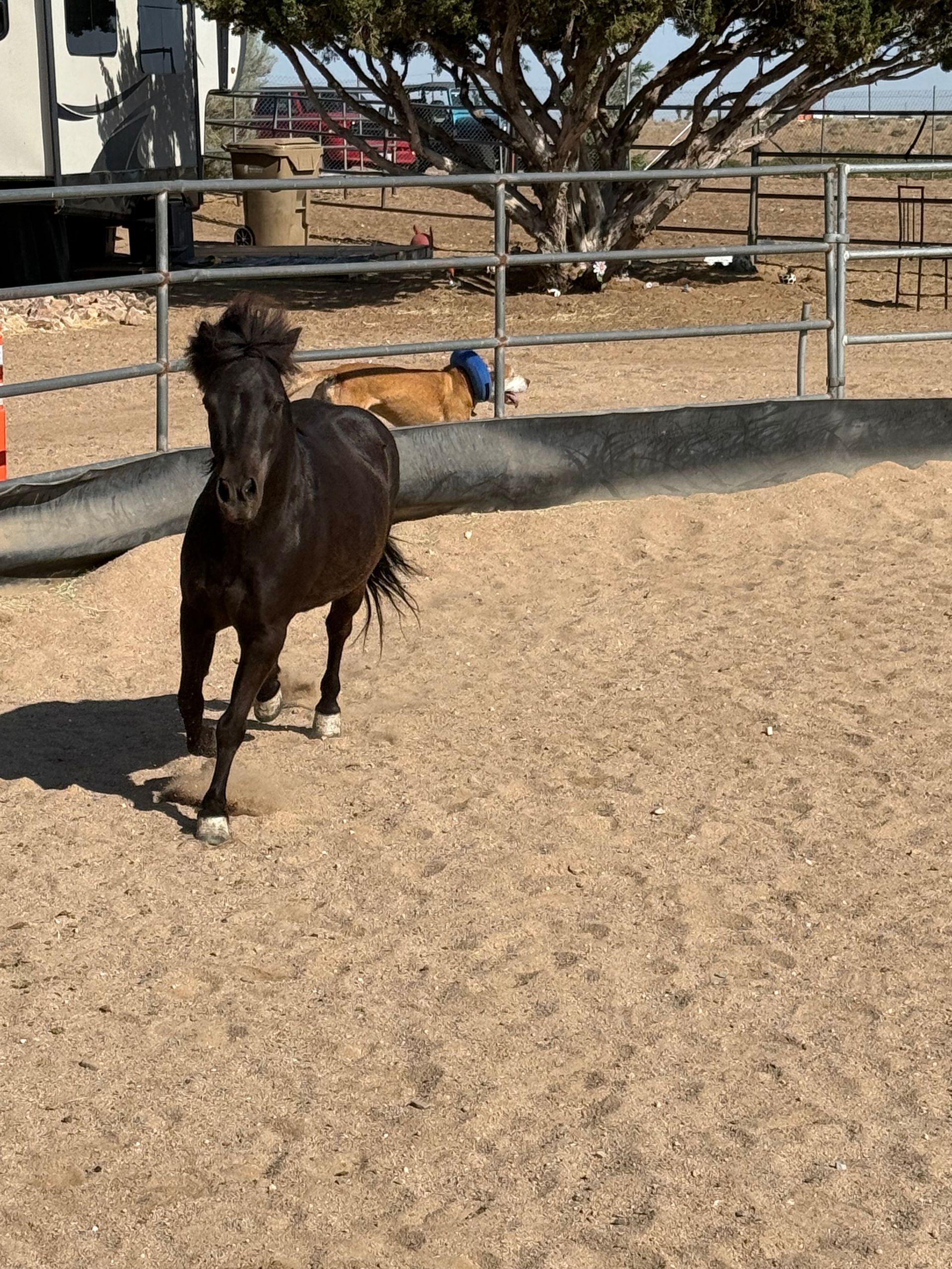 A little girl is riding a pony in a dirt field.