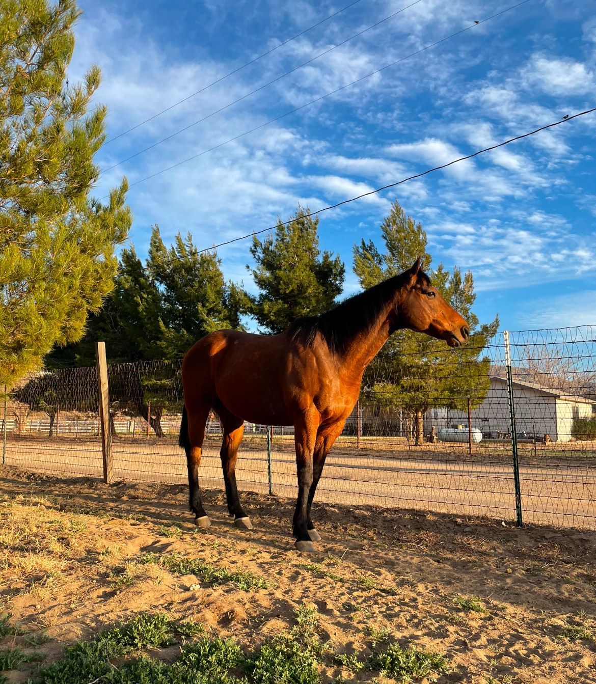 Brown horse standing in a sunny field, surrounded by a fence, trees, and a white building, under a blue sky.
