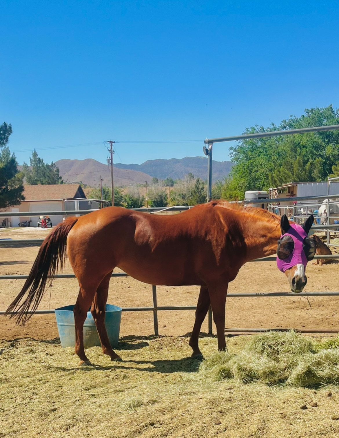 A brown and white horse wearing a yellow bridle