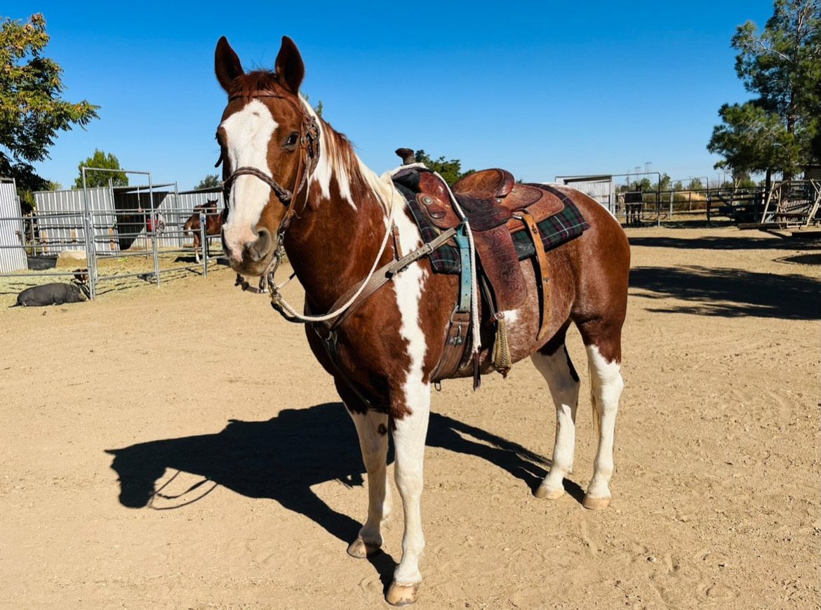 A brown and white horse wearing a yellow bridle
