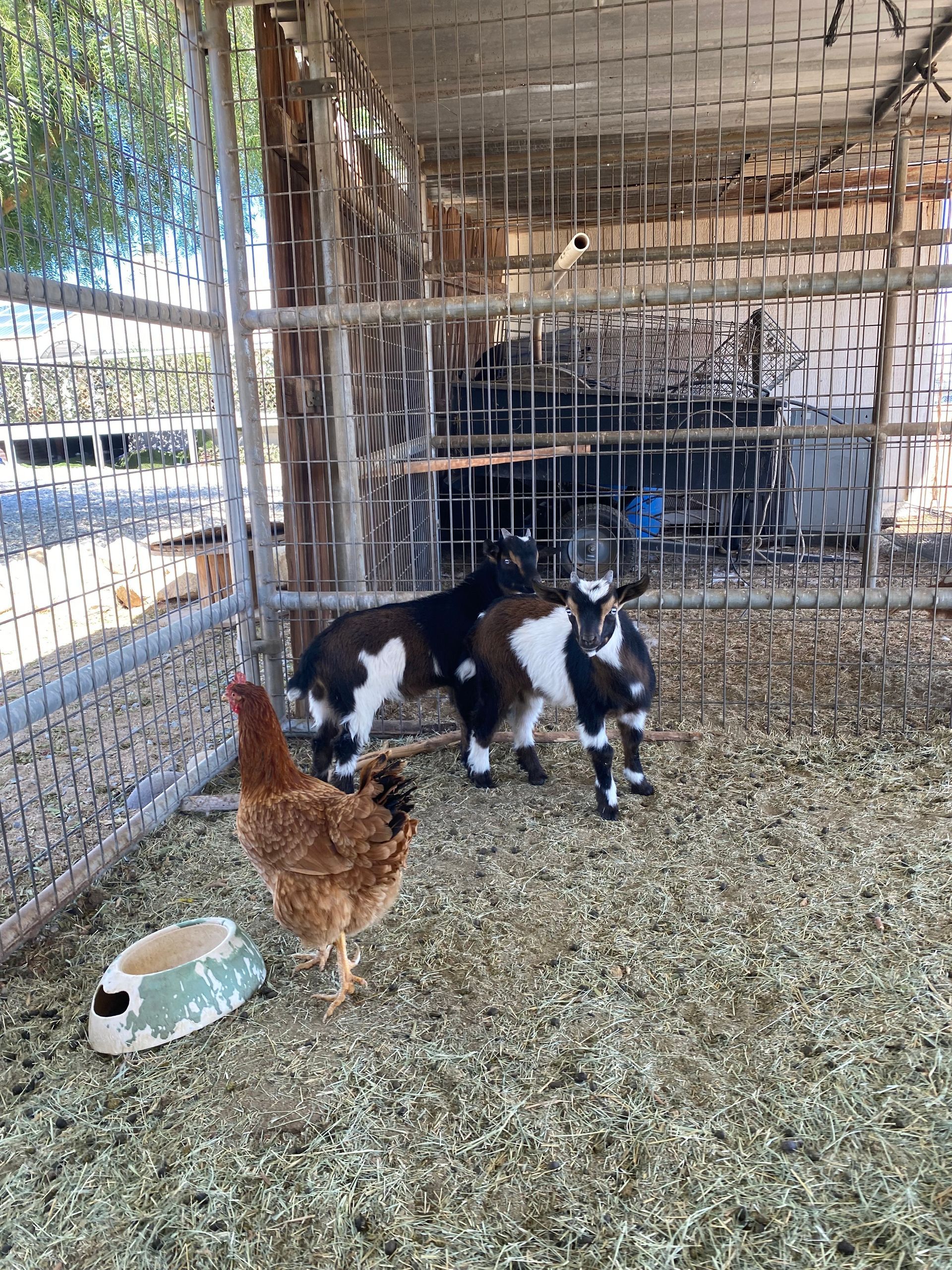 A chicken and two goats are standing next to each other in a pen.