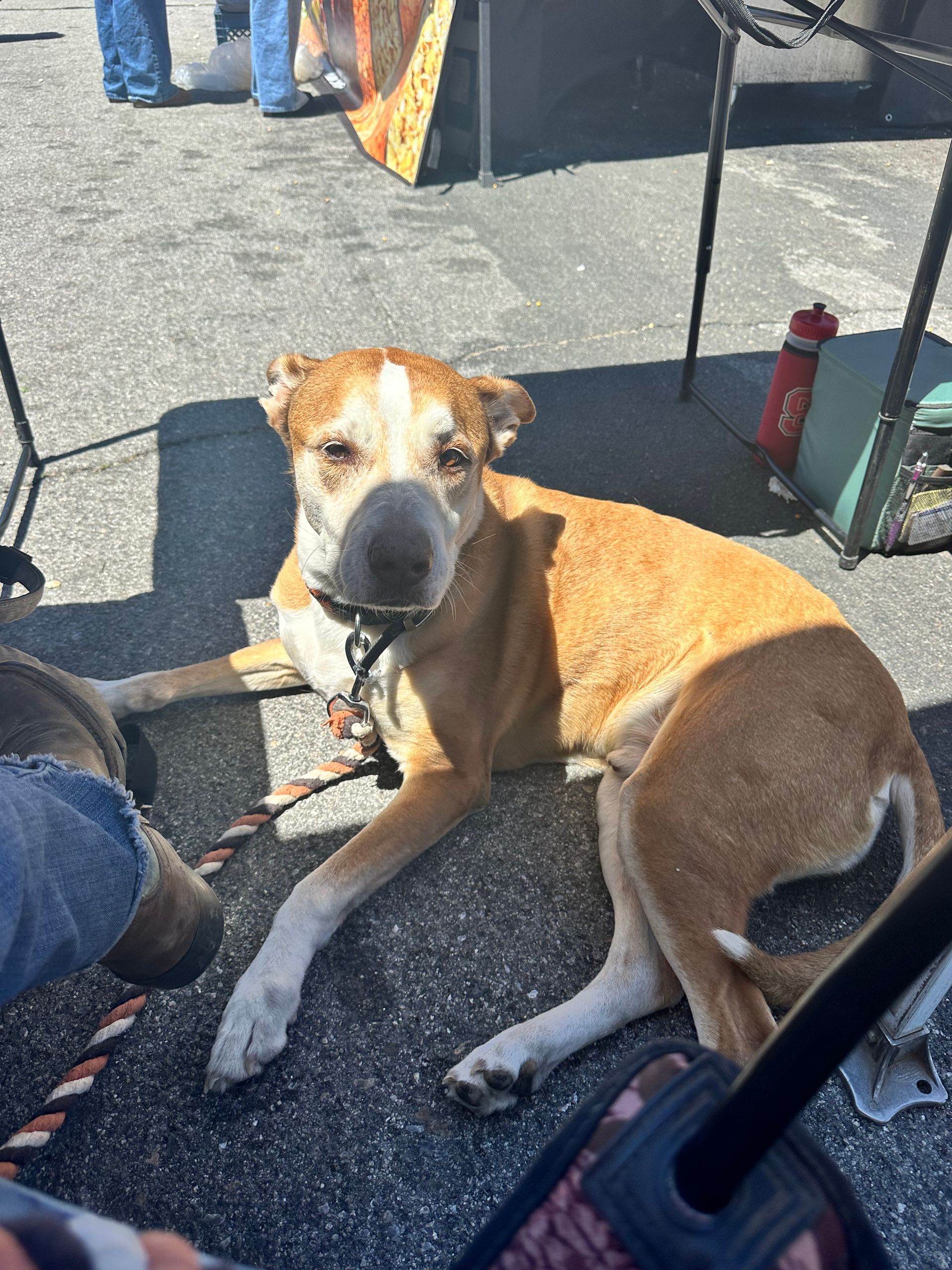 Tan dog with white markings on face and legs lies on pavement.