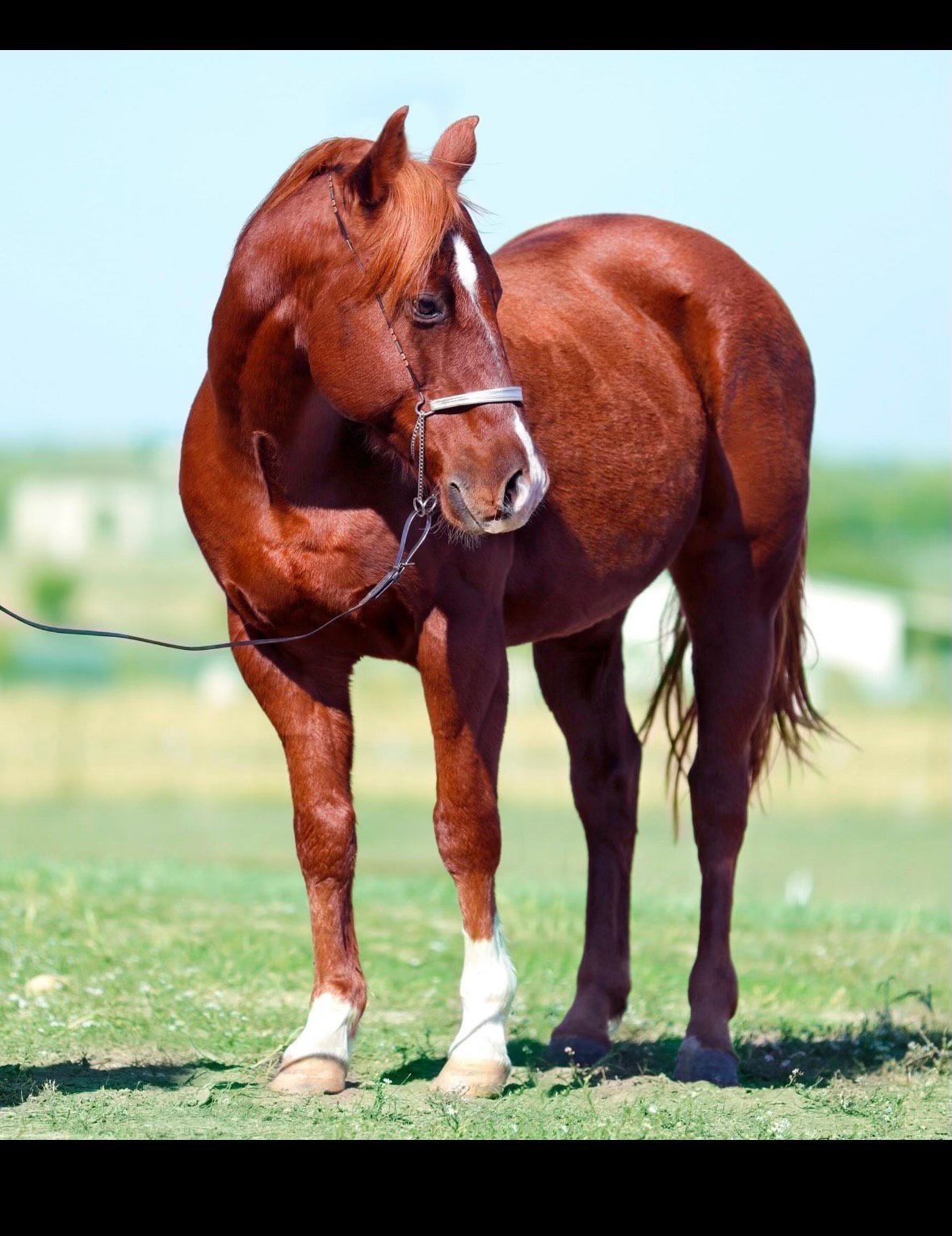 A little girl is riding a pony in a dirt field.