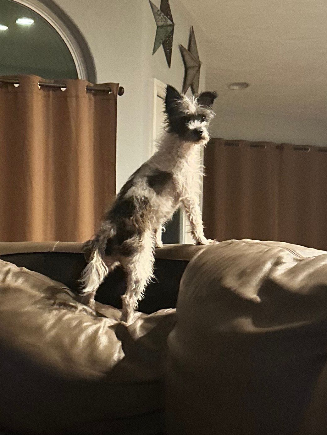 A small black and white dog standing on a couch