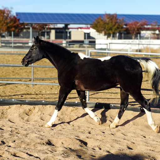 A black and white horse is walking in the dirt