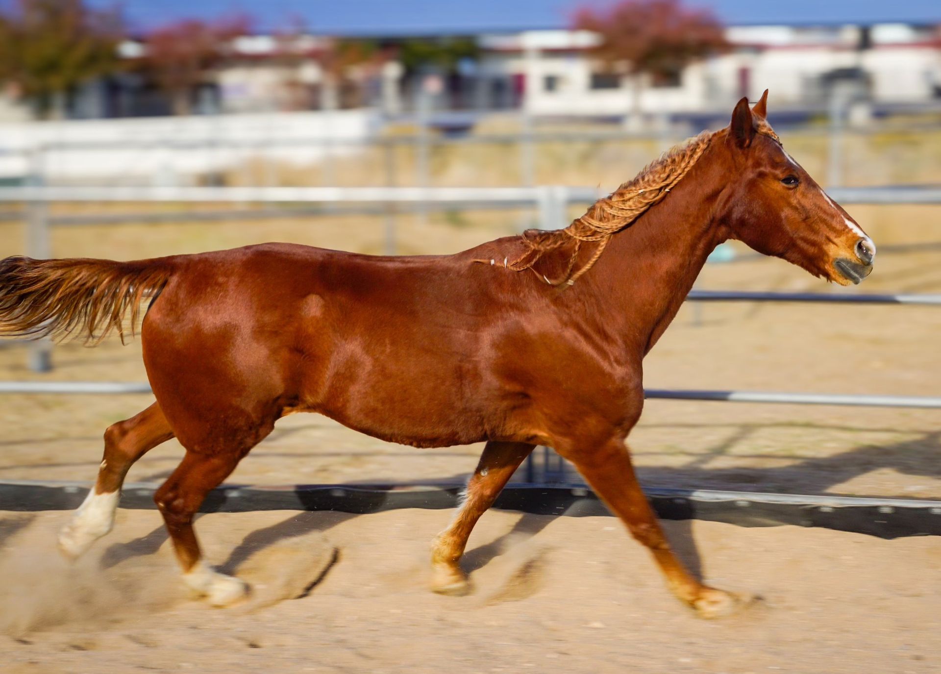 A brown horse is running in the dirt in a fenced in area.