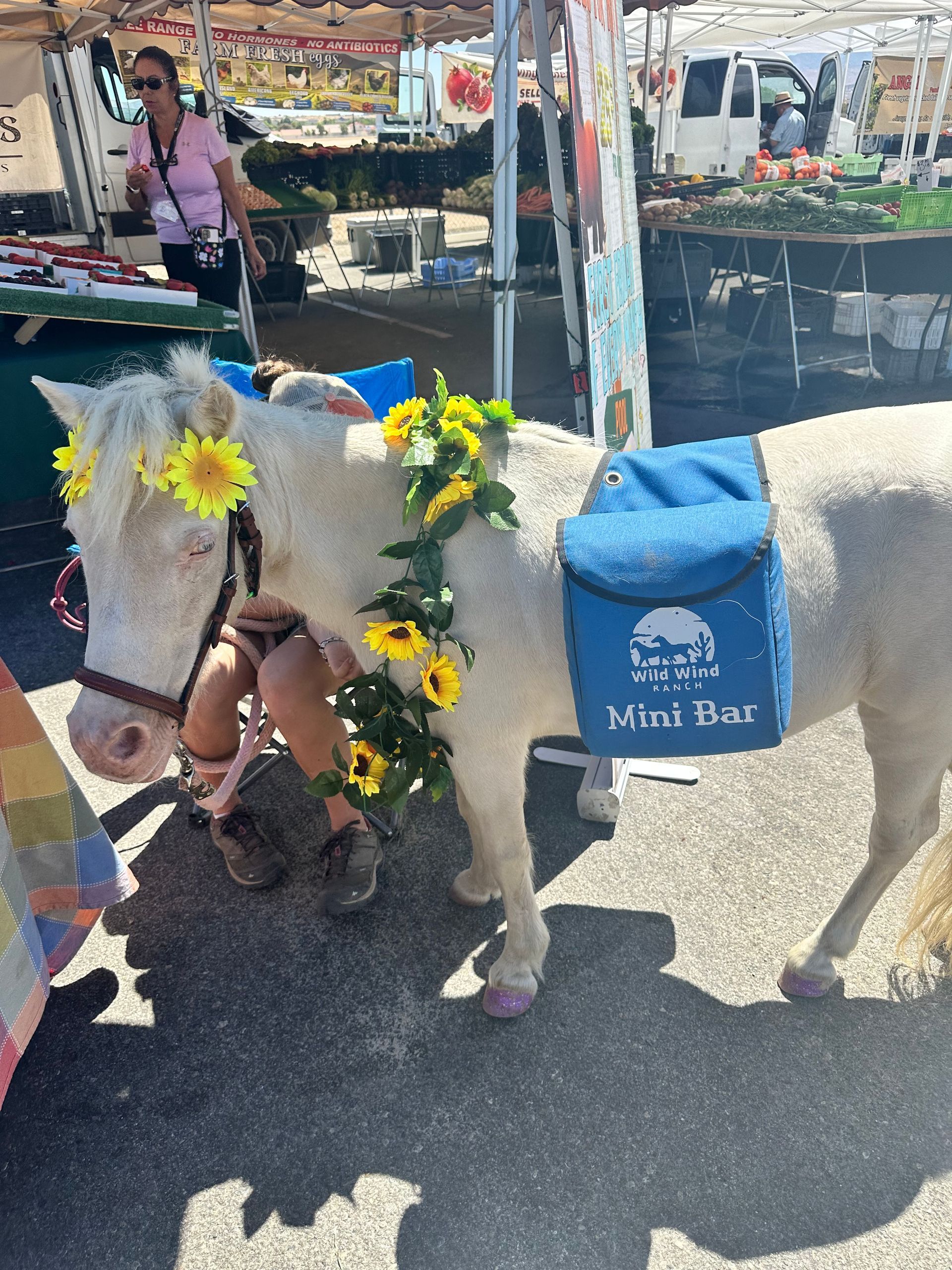 A small white horse with a blue mini bar on its back